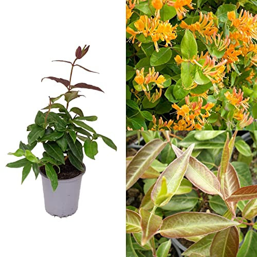 Lonicera Copper Beauty - Scented Honeysuckle Plant - Climbing Honeysuckle in a 9cm Pot Ready to Plant (2 Plants)