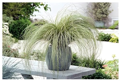 Stauden Gänge 3 x Carex comans 'Amazon Mist' im 1 Liter Topf (Ziergras/Gräser/Winterhart/Mehrjährig/Immergrün) Neuseeland Segge - Pflegeleicht - Perfekte Kübelpflanze