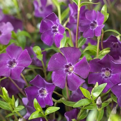 6 x Petite pervenche 'Atropurpurea' - Vinca Minor 'Atropurpurea' - Godet 9x9 cm, Fleurs Pourpres, Couvre-sol Persistant