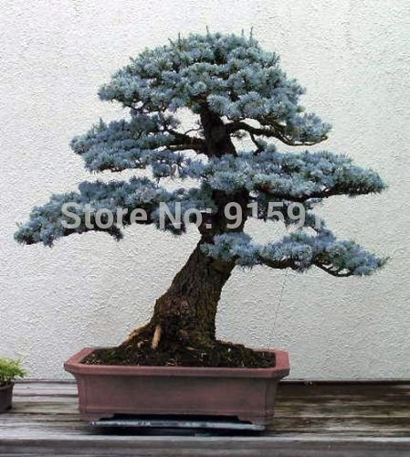 PERDITA PROMOZIONE VENDITA! Bonsai Abete Blu del Colorado (Picea Pungens) Confezione da Mezza Confezione da 50 Albero Sempreverde