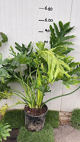 Vivaio Garden Forest Philodendron Selloum - Vaso 24 cm