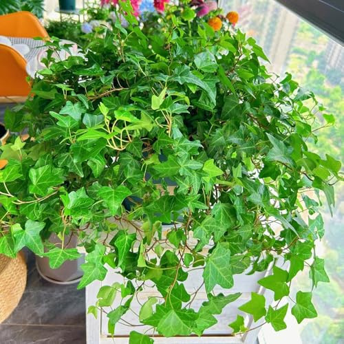 EfeuSamen, nachhaltige geschenke EfeuSamen Schnellwachsend - kletterpflanzen hängepflanzen steingartenpflanzen winterhart winterharte für balkon 100pcs