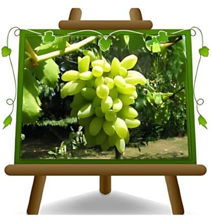 EURO PLANTS VIVAI Vigne Pizzutello blanc plante fruitière ancienne en pot 20 cm hauteur 150-170 cm - Âge 2 ans