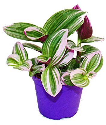 Exotenherz - Erba miseria, tradescantia Nanouk, pianta da interni facile da pulire con vaso da 9 cm, colore rosa