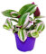 Exotenherz - Dreimasterblume - Tradescantia Nanouk - pflegeleichte hängende Zimmerpflanze - 9cm Topf - pink