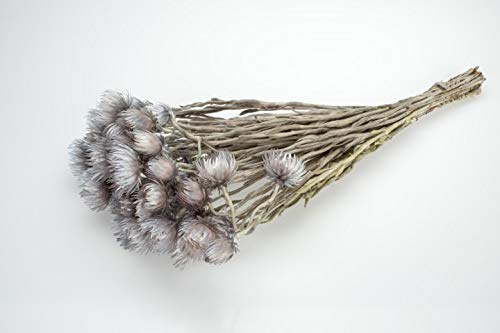 NaDeco Cape Flower getrocknet im Bund Länge ca. 30-40cm Farbe frei wählbar Strohblumen aus Afrika Boho Style getrocknete Blumen Trockenblumenstrauß, Farbe:Grau