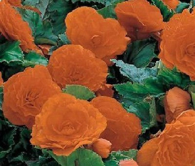 15 Nonstop Tuberose Arancione Begonia Semi confettate