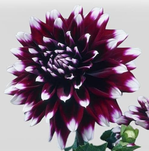 Votaniki Mystery Day Dahlia Bulbs - Dinnerplate Dahlia Bulbs for Planting | Eye-catching Flower, Perennial Dahlia, Large Blooms (1 Pack)