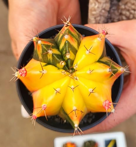 POWERS TO FLOWERS - GYMNOCALYCIUM ARANCIO VARIEGATO, VASO 10CM DIAMETRO, pianta vera