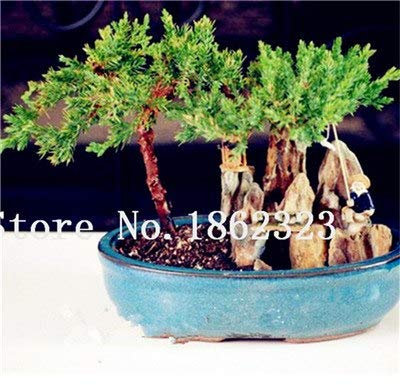 Bloom Green Co. Bonsai 50 Stück japanischer Ginepro Bonsai-Starter Albero Juniperus Procumbens Nana Pianta im Gefäß für das Haus & Garden Facile da coltivare: 8
