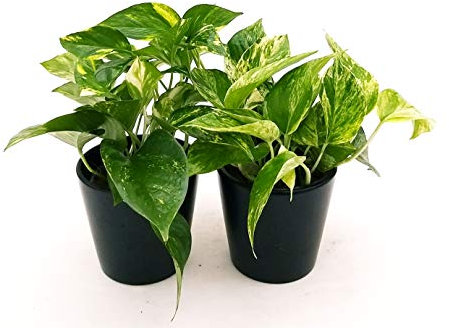 POWERS TO FLOWERS - POTHOS AUREA e POTHOS MARBLE QUEEN IN VASO CERAMICA NERO OPACO, piante vere