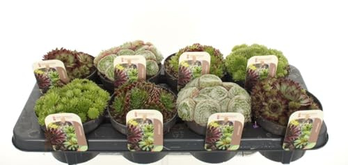 Pflanzen - Set mit 8 Sempervivum-Pflanzen (Mischung) - Topfgröße 13 cm - Höhe 15 cm
