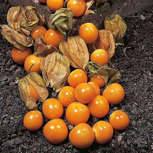 PHYSALIS PERUVIANO NR.50 SEMI