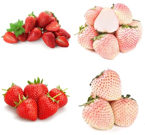fresas semillas de fresa columnares de balcón de fresa organicas, jardín de rocas resistentes fresca, resistentes para 200pcs
