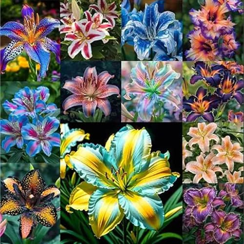 FáCil De Mantener lilium Rara Crea RáPidamente Un Hermoso JardíN-4pezzo-F