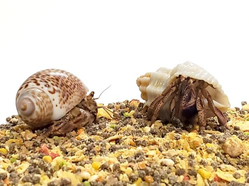 Nature Gift Store 2 Live Hermit Crabs Shipped Now+4oz Hermit Crab Food: Land Crabs with 2 Extra Shells