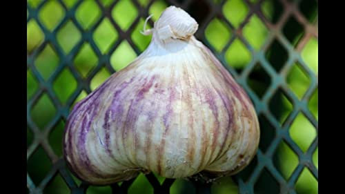 20 Seeds Cloves Russian Giant Garlic UK Hardy Fresh for New Season Start Now