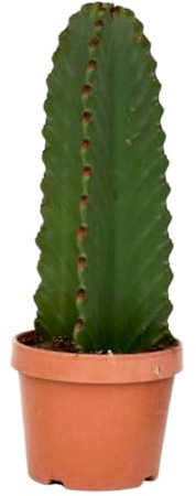 Plant in a Box - Euphorbia Ingens 'Cowboy-Kaktus' - Kaktus - Topf 18cm - Höhe 40-50cm