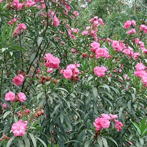 Semi di oleandro - giardino di arbusti organico per giardinieri estivi decorazioni giardino per esterni semi selvatici arbusti resistenti 5pcs