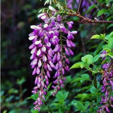 Aachondra 5pcs semillas de árboles de glicinia rosa