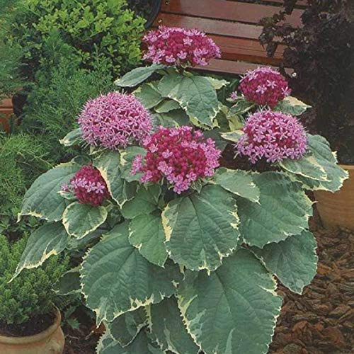 Losbaum, Ruhmesblume 'Pink Diamond' - Clerodendrum Bungei 'Pink Diamond' - 30-40 cm Topf - Rosa Blüten, bienenfreundlich