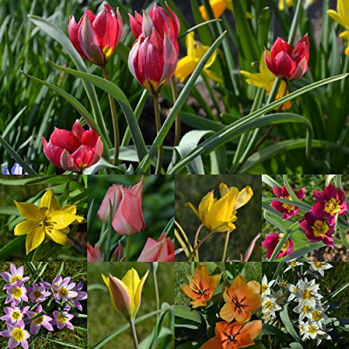 Steingarten-Tulpen Mini-Tulpen mindestens 3 Sorten (50 Zwiebeln)