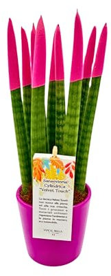 Sansevieria Cylindrica punte di velluto in vaso di ceramica colorato diametro 12 cm. altezza 35 cm, pianta vera (Azalea)