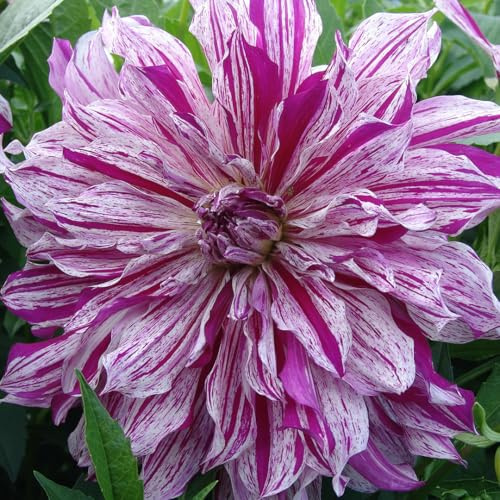 Dahlie Mom's Special | 1 Stück | Knolle | Lila | Weiß | 100% Blütegarantie | QFB Gardening