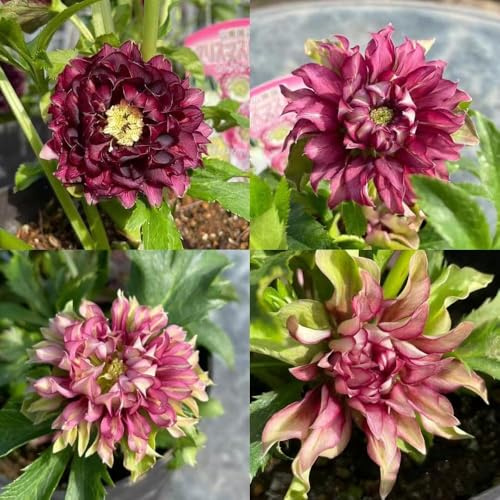 christrosen winterhart pflanzensamen blumenwiese garten bonsai zimmerpflanze blumensamen mehrjährig winterhart frühlingsblumen heilpflanzen 200samen