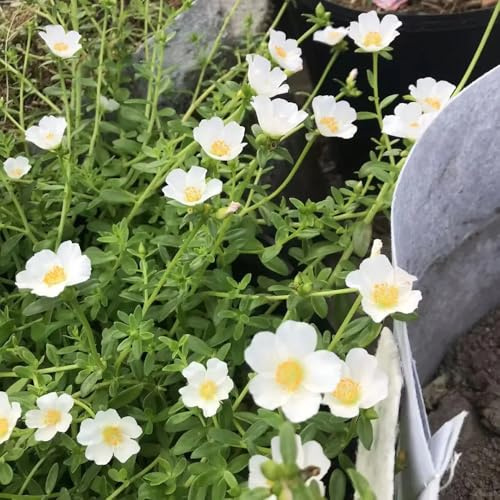 rosa Portulaca de interior en cortadas trepadoras Cubresuelos resistentes con, de, exóticas exterior invernadero 300semillas