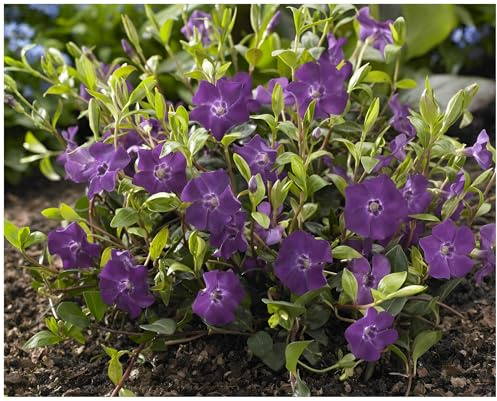 Stauden Gänge 10 x Vinca minor 'Rubra' Immergrün winterhart | Kleines Immergrün – winterharter, immergrüner Bodendecker für Sonne bis Schatten, mehrjährig, 9x9 cm Topf