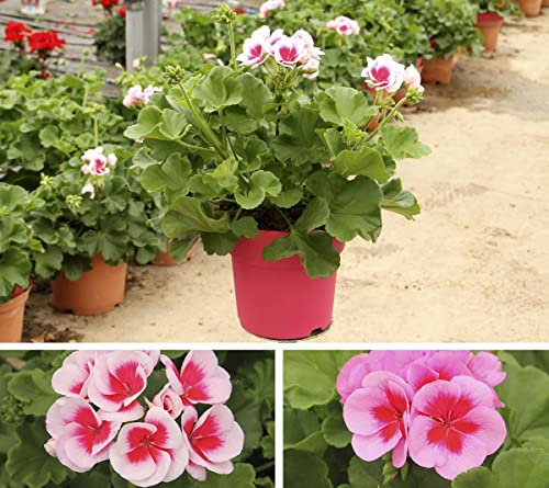 Geranio Flor Natural - Pack 2 Plantas - Plantas Naturales de Exterior para Terraza y Jardín