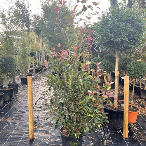 Photinia Red Robin Hedging Plants, 18 Litre, 125-150 cm