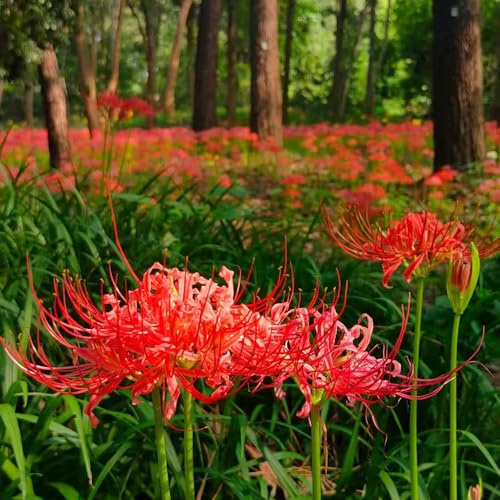 giglio ragno, giglio di sangue - in vaso lycoris radiata decorazioni da giardino per esterni mini decorazione da giardino rizoma autunnali 5bulbi