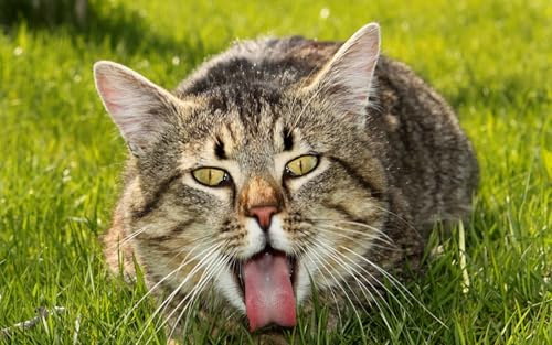 OZLHSP Pusselram 500 bitar Katt Djur 52x38cm