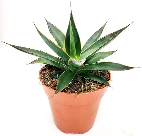POWERS TO FLOWERS - AGAVE AMERICANA NANA BLU Vaso 13cm diametro, Resistente al gelo, Pianta Vera