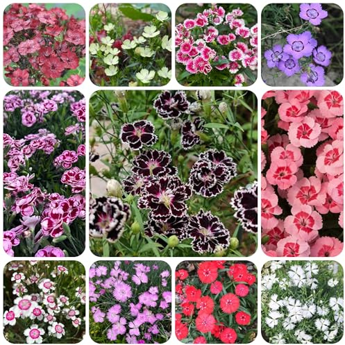 bartnelkensamen für sonnige plätze dianthus bartnelken, winterharte gartenblumen, kräuterpflanzen blumenwiese mehrjährig hochbeet 25pcs