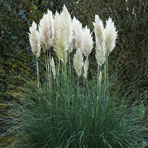 1 x Cortaderia selloana 'Evita' im 1 Liter Topf (Ziergras/Gräser/Winterhart/Mehrjährig/Immergrün) Weißes Pampasgras - Pampasgras mit Charme und Eleganz - von Stauden Gänge