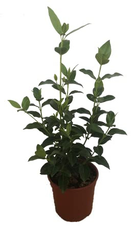 Planta en maceta de DURILLO (Viburnum tinus) alt. aprox 50cm de Viveros La Berrocosa