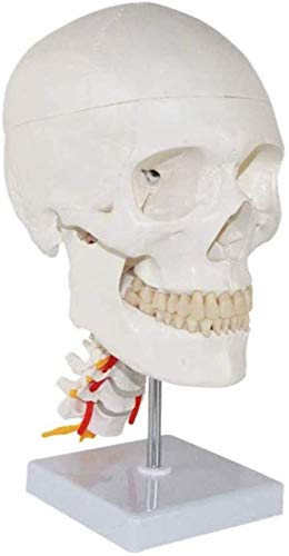 ATAAY Schädelmodell eines menschlichen Kopfes mit Halswirbeln und Knochen-Nähset für Anatomie-Displays im Labor