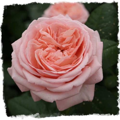 Martha Stewart Rose 1.5 Gallon Potted Live Plant, Fragrant Apricot Pink Flowers, Own Root Hybrid Tea, 100+ Petals, Stargazer Perennials