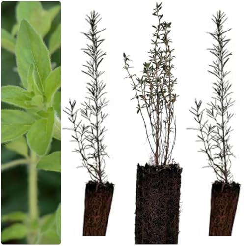Pack de 4 Plantas Aromaticas Naturales. Mix de plantas aromáticas, 15-20 cm. Oregano comun, Tomillo, Lavanda y Romero. Segura Garden.