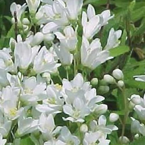 Sternchenstrauch 'Nikko' - Deutzia gracilis 'Nikko' 25-30 C - 25-30 cm Topf