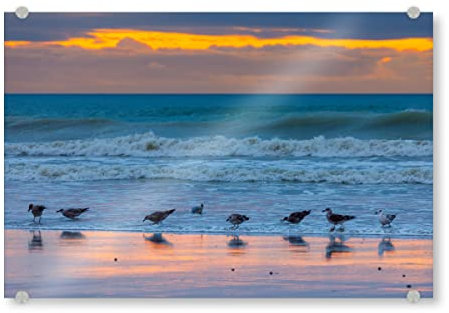 artboxONE Acrylglasbild 30x20 cm Natur Möwe am Strand Bild hinter Acrylglas - Bild möwe Meer möwe
