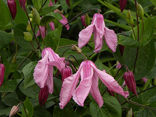 Clématite Alionushka C 3 Litres