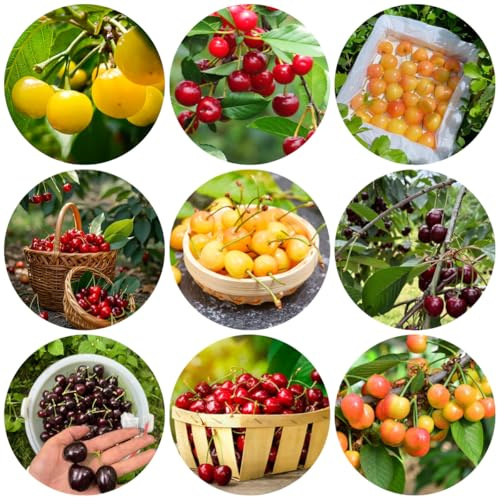 kirsch, kaufen obstgarten steingartenpflanzen obstbaum seltene obstbäume säulenobst winterhart säulenobstbäume garten 60samen