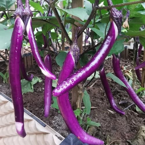 semillas de berenjena orgánicas - jardín de rocas resistentes balcón perennes interior 90pcs