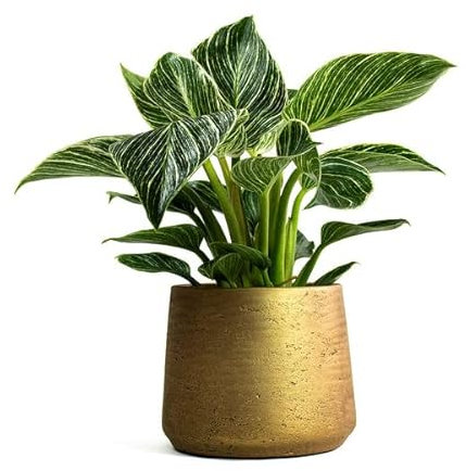 Philodendron White Wave Tropical Indoor Plant - 20-30cm in Height in a 12cm Pot