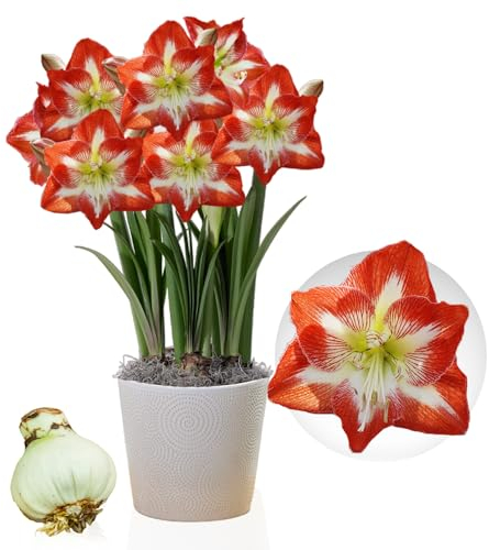 Bulbi di Amaryllis Minerva - 1 bulbi fiori in grande formato 26/30 - Piante e fiori esclusivi dall'Olanda - Autentici Hippeastrum (senza semi, senza cera e non artificiali)