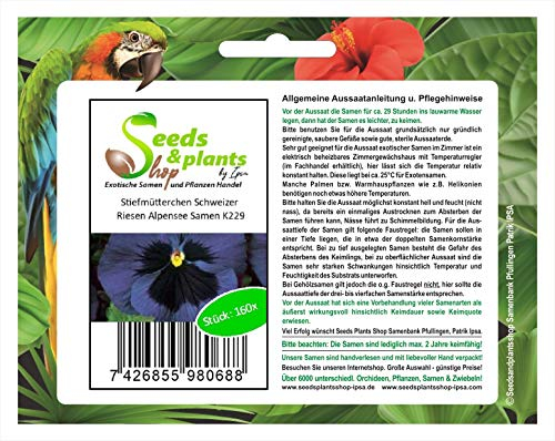 Stk - 160x Stiefmütterchen Schweizer Riesen Alpensee Saatgut Pflanzen - Samen K229 - Seeds & Plants Shop by Ipsa